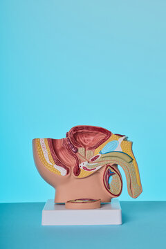 Male pelvis anatomical model on stand. Urology consultation regarding prostatitis and bladder pathology.