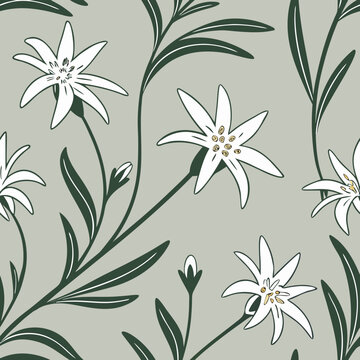 Seamless pattern with white edelweiss flowers and sage green leaves botanical vector background