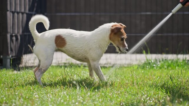 Dog playing with water spray on lawn in backyard
