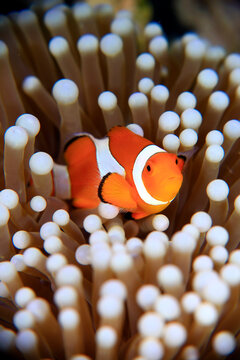 The Nemo fish, scientifically known as a clownfish, is a small, bright orange saltwater fish decorated with distinct white stripes.