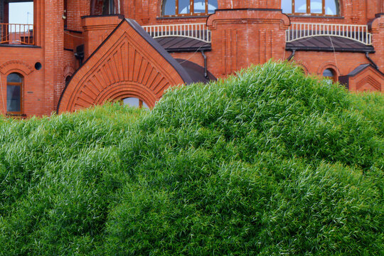 Dense green willow hedge dominates foreground while ornate red brick building with arched details and balconies forms striking architectural backdrop