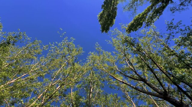 Low-angle shot looking up at vibrant green tree canopies stretching toward a brilliant, clear blue summer sky in the forest. 4K.