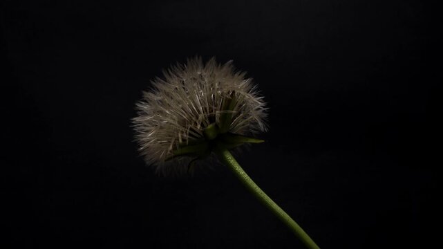Dandelion Flower Opening and Transforming into a White Seed Head Time Lapse