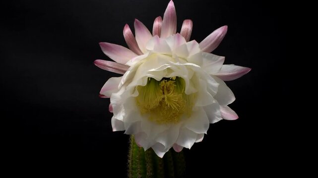 Beautiful White Cactus Flower Opening with Red Details in Time Lapse