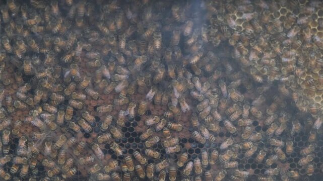Close-up of a large number of worker bees actively moving and working inside a wooden honeycomb beehive. Nature and apiary concept
