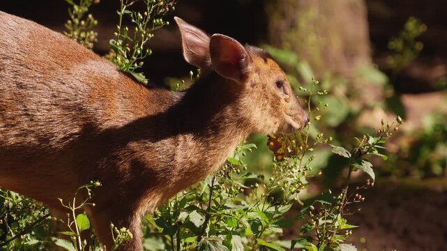 Close up view of a muntjac dwarf deer moving around in the forest and searching the ground on a sunny summer day