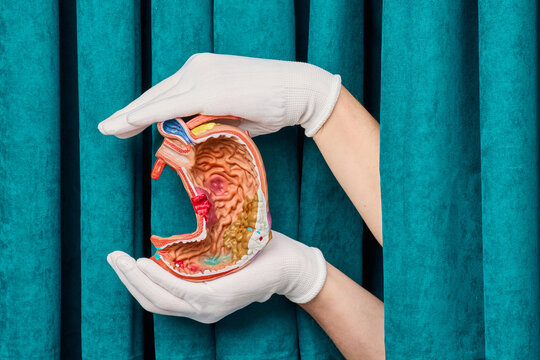 Medical specialist presenting gastric mucosa and esophagus anatomical structure. Comprehensive gastroenterology consultation and heartburn diagnostics.