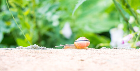 Orange garden snail with a dark stripe on its shell crawling on a stone edge. The bright shell and soft green background create a cheerful macro wildlife image. Great for bright nature stock photos. © Margarita