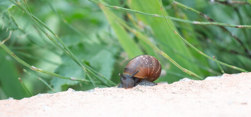 A brown garden snail descending over a stone curb near tall green grass. Natural lighting and textured shell create a simple honest wildlife observation. Perfect for wildlife observation photography. © Margarita