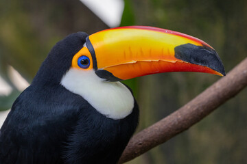 close up of toucan bill © Ali
