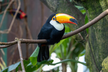 toucan sitting on a branch © Ali