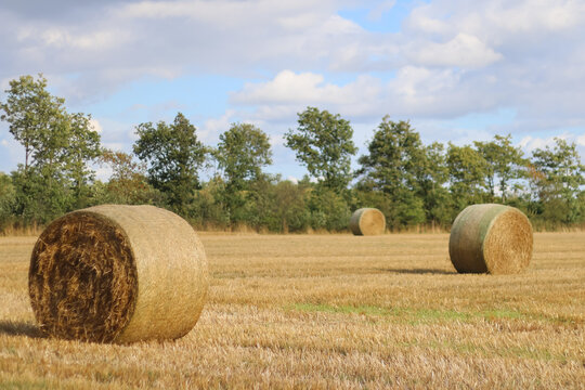Round hay bales scattered across a harvested stubble field under a cloudy sky