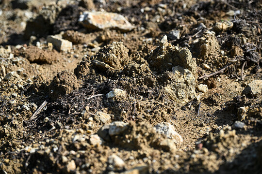 Bolgheri Tuscany 9/5/2025 Bolgheri Cabernet Sauvignon grapes and vineyards in Tuscany for Supertuscan Grattamacco, Sassicaia and Ornellaia wines.Clay soil for wine production in Grattamacco vineyards