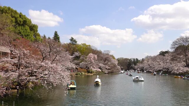 Blooming sakura trees and swan boats on the pond at Inokashira Park under clear blue sky in spring, Tokyo