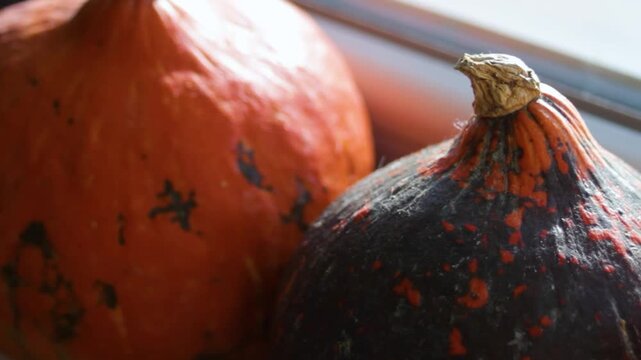 Pumpkins rest in soft window light, forming moody still life with orange and dark mottled skins. Pumpkins fill frame in close arrangement, emphasizing texture, stems, and seasonal harvest produce