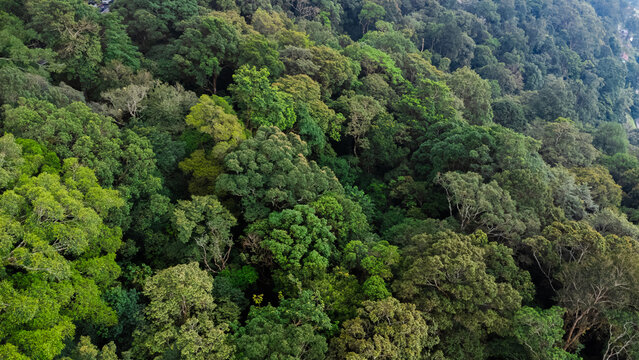 Aerial view of dense tropical rainforest canopy with lush green foliage and diverse tree textures in the highlands of Merek, North Sumatra, Indonesia.