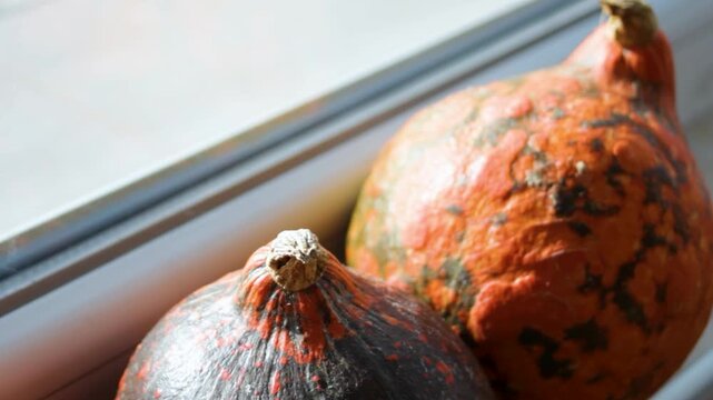 Pumpkins rest in soft window light, with one dark gourds and one orange gourd filling foreground. Pumpkins lean beside white frame, showing rustic autumn still life under bright daylight.