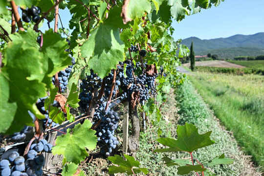Bolgheri Tuscany 9/5/2025 Bolgheri Cabernet Sauvignon grapes and vineyards in Tuscany for Supertuscan Grattamacco, Sassicaia and Ornellaia wines.The Grattamacco vineyards