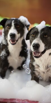 Happy dogs enjoying a clean bubbly bath