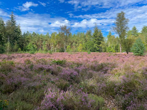 Forest in bright sunlight in summer, Utrecht, Baarn, Lage Vuursche, September 6, 2026
