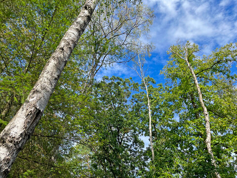 Forest in bright sunlight in summer, Utrecht, Baarn, Lage Vuursche, September 6, 2026