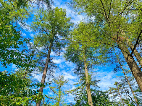 Forest in bright sunlight in summer, Utrecht, Baarn, Lage Vuursche, September 6, 2026