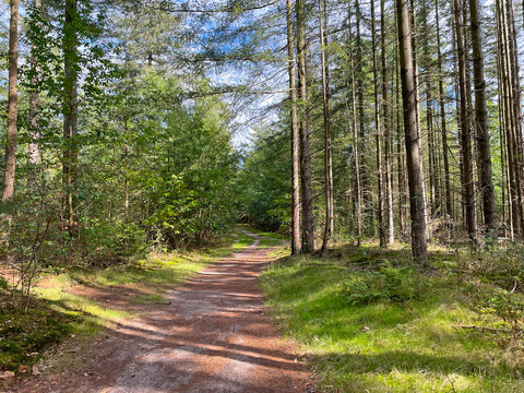 Forest in bright sunlight in summer, Utrecht, Baarn, Lage Vuursche, September 6, 2026
