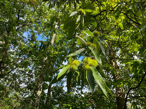 Forest in bright sunlight in summer, Utrecht, Baarn, Lage Vuursche, September 6, 2026