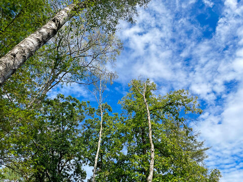 Forest in bright sunlight in summer, Utrecht, Baarn, Lage Vuursche, September 6, 2026