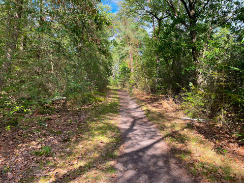 Forest in bright sunlight in summer, Utrecht, Baarn, Lage Vuursche, September 6, 2026