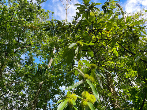 Forest in bright sunlight in summer, Utrecht, Baarn, Lage Vuursche, September 6, 2026