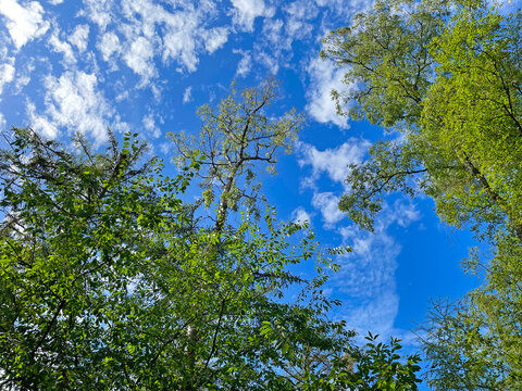 Forest in bright sunlight in summer, Utrecht, Baarn, Lage Vuursche, September 6, 2026