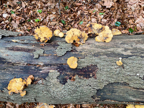 Mushroom on a tree in a forest in bright sunlight, Utrecht, Baarn, Lage Vuursche, The Netherlands
