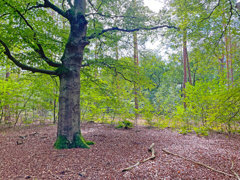 Forest in bright sunlight in summer, Utrecht, Baarn, Lage Vuursche, September 6, 2026