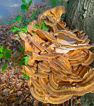 Mushroom on a tree in a forest in bright sunlight, Utrecht, Baarn, Lage Vuursche, The Netherlands