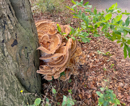 Mushroom on a tree in a forest in bright sunlight, Utrecht, Baarn, Lage Vuursche, The Netherlands