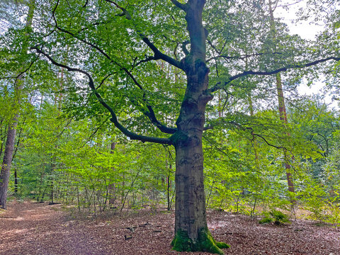 Forest in bright sunlight in summer, Utrecht, Baarn, Lage Vuursche, September 6, 2026