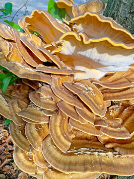 Mushroom on a tree in a forest in bright sunlight, Utrecht, Baarn, Lage Vuursche, The Netherlands