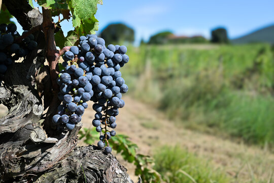 Bolgheri Tuscany 9/5/2025 Bolgheri Cabernet Sauvignon grapes and vineyards in Tuscany for Supertuscan Grattamacco, Sassicaia and Ornellaia wines.The Grattamacco vineyards