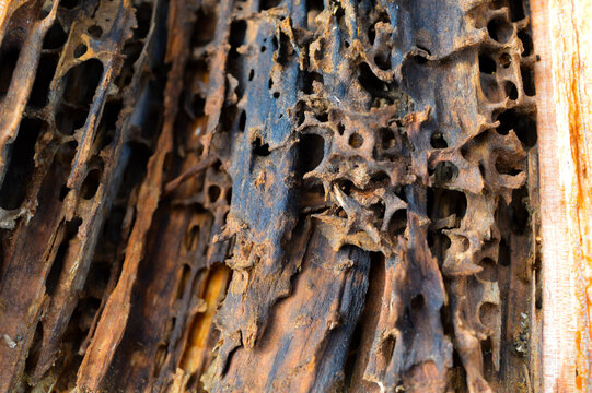 Wood structure destroyed by termites or bark beetles