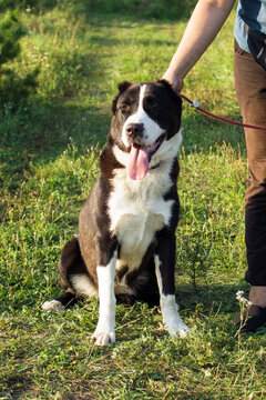 A large black and white dog sits on green grass. The dog has a strong build and a friendly expression. A person holds the leash, partially visible.