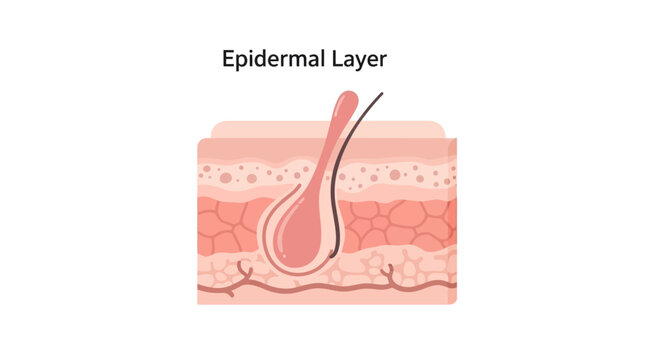 Cross-section of human epidermal skin layers with hair follicle and blood vessels