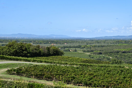 Bolgheri Tuscany 9/5/2025 Bolgheri Cabernet Sauvignon grapes and vineyards in Tuscany for Supertuscan Grattamacco, Sassicaia and Ornellaia wines.The Grattamacco vineyards