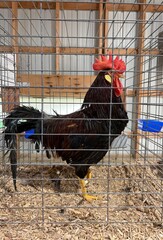 dark reddish-brown alert rooster in pen © Juli