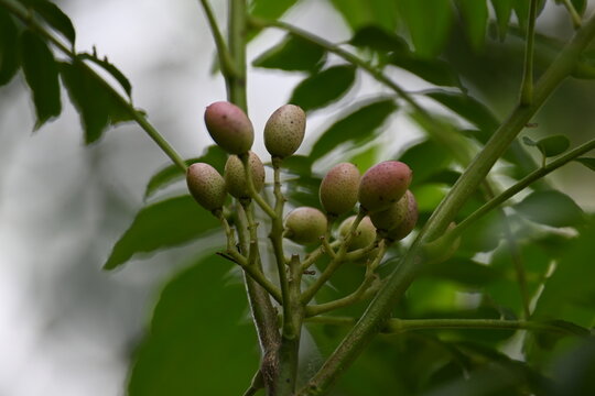A cluster of small unripe berries a branch of a curry leaf plant. Its common name is koenigii,&nbsp;Murraya koenigii,&nbsp;curry bush and&nbsp;sweet neem. Softly blurred natural green background.
