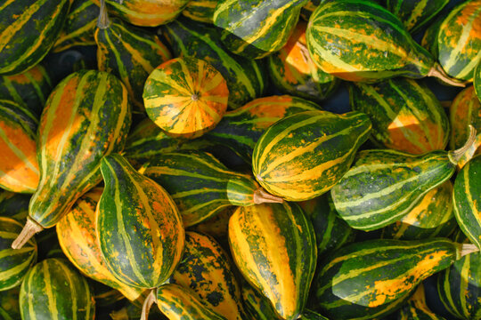 Top view of yellow, orange and green striped ornamental gourds