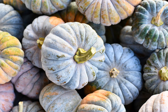 Pastel colored 'Cucurbita Moschata Hayato' muscade pumpkins
