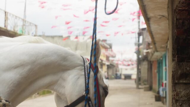 White horse wearing decorated bridle waits on an Angahuan street during Saint Santiago festival shaking head as they lick lips