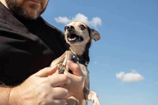 anxious small dog showing its teeth while a man holds and examines a front paw, illustrating handling stress, defensive behavior and sensitive pet care outdoors