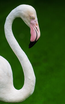 Close-up of the flamingo's head and neck from the side in an S-shape, with green background details
